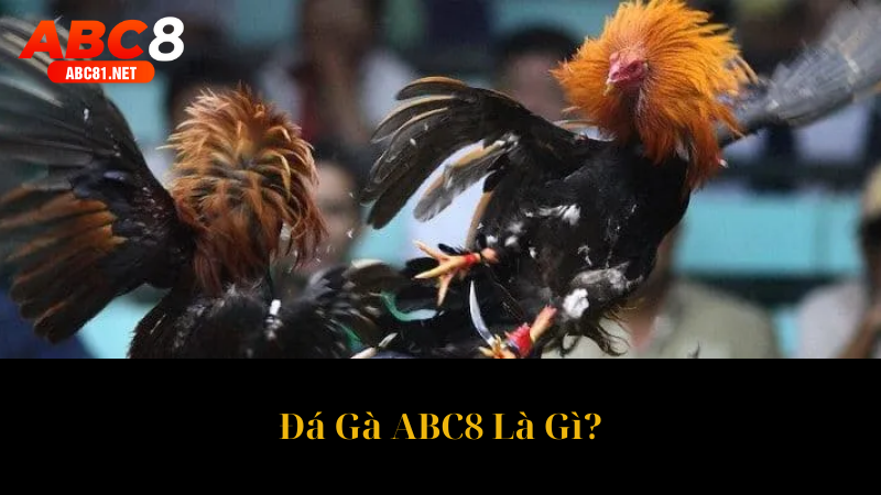 Đá Gà ABC8 Là Gì